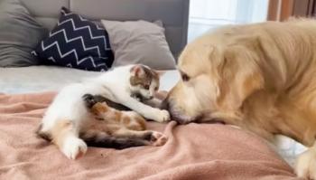 Amistad inesperada: un perro cuida a gatitos recién nacidos en un encuentro táctil-3