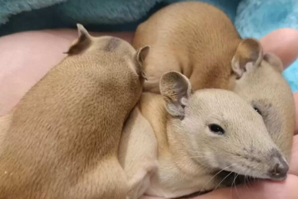 Invitados inesperados: una mujer encuentra una sorpresa salvaje en la cama de un perro después de la tormenta-1