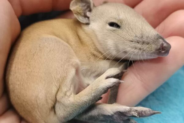 Invitados inesperados: una mujer encuentra una sorpresa salvaje en la cama de un perro después de la tormenta 2