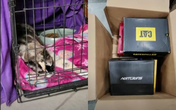 Viaje inesperado: el viaje accidental de un gato en una caja desde Utah a California-2