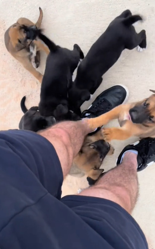 Unexpected Morning: Runner Encounters a Litter of Stray Puppies Begging for a Home-1