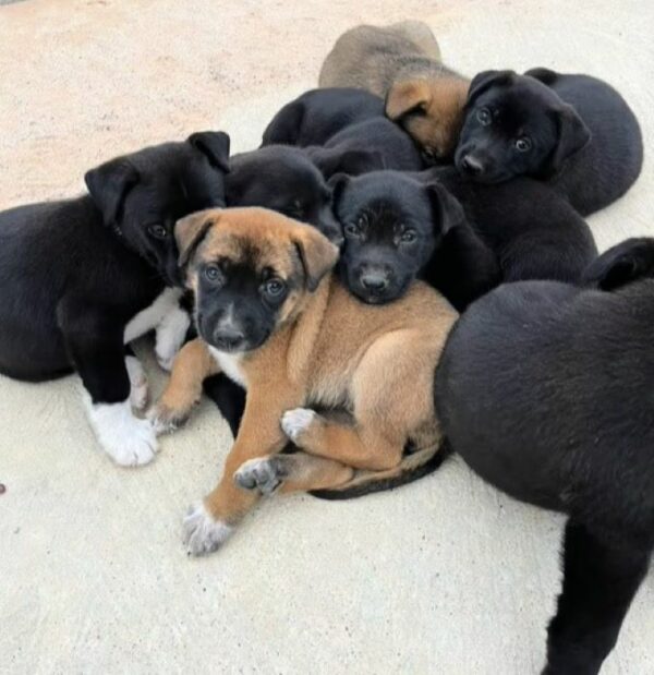 Unexpected Morning: Runner Encounters a Litter of Stray Puppies Begging for a Home-1