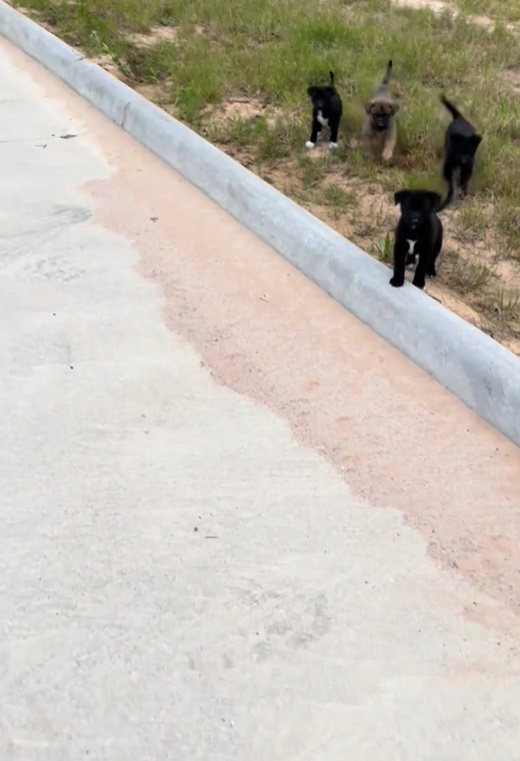 Unexpected Morning: Runner Encounters a Litter of Stray Puppies Begging for a Home-1