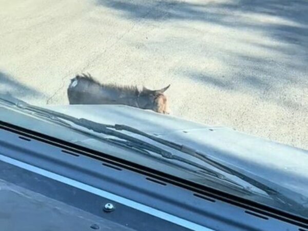 Unexpected Road Encounter Leaves Delivery Driver Astonished and Amused-1