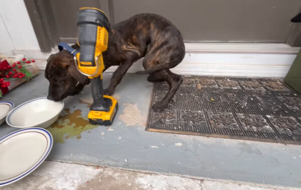 Unexpected Visitor: The Tiny Pup Who Found Warmth in a Cat's Home-1