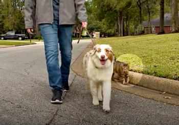 Unlikely Companions: How a Stray Cat Found a Forever Home with a Dog's Help-1