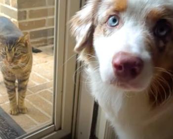 Unlikely Companions: How a Stray Cat Found a Forever Home with a Dog's Help-2