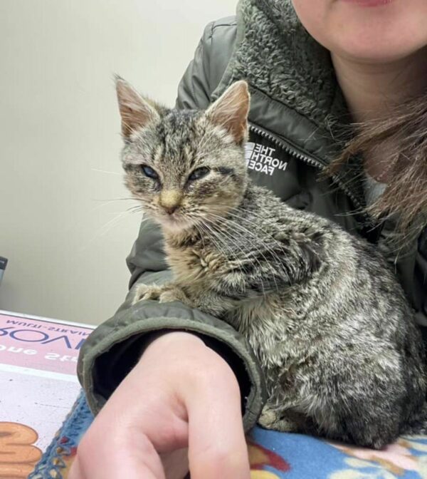 Unlikely Friends: The Touching Tale of Two Rescued Kittens Finding Solace in Each Other-1