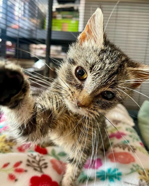 Unlikely Friends: The Touching Tale of Two Rescued Kittens Finding Solace in Each Other-1