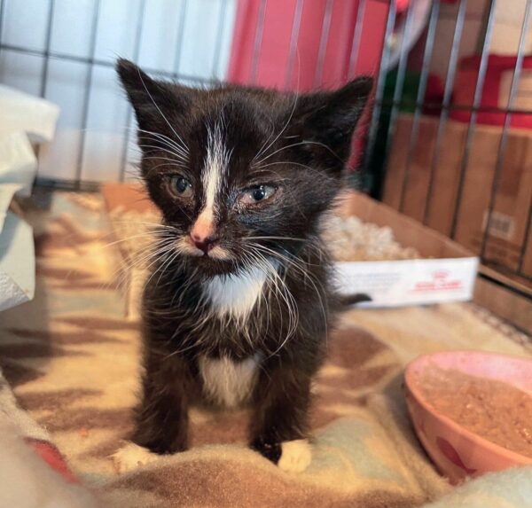 Unlikely Friends: The Touching Tale of Two Rescued Kittens Finding Solace in Each Other-1