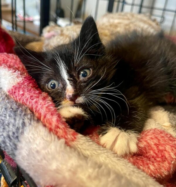 Unlikely Friends: The Touching Tale of Two Rescued Kittens Finding Solace in Each Other-1