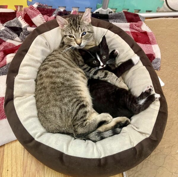 Unlikely Friends: The Touching Tale of Two Rescued Kittens Finding Solace in Each Other-1