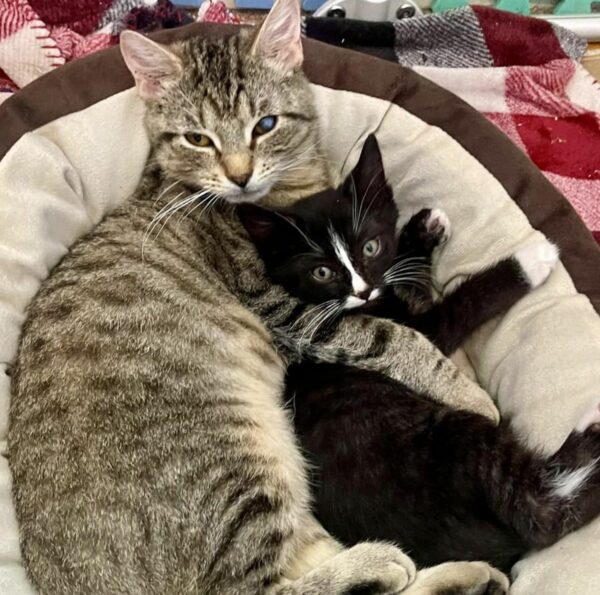 Unlikely Friends: The Touching Tale of Two Rescued Kittens Finding Solace in Each Other-1