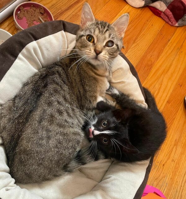 Unlikely Friends: The Touching Tale of Two Rescued Kittens Finding Solace in Each Other-1