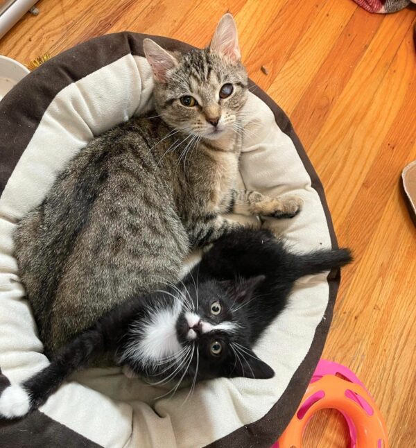 Unlikely Friends: The Touching Tale of Two Rescued Kittens Finding Solace in Each Other-1