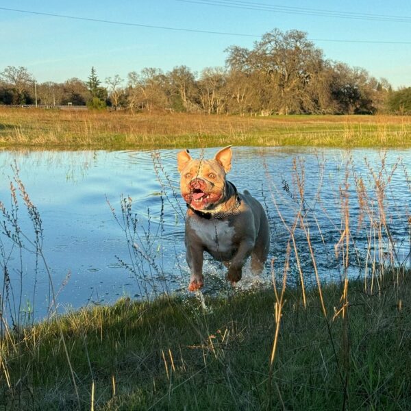 Revelando la belleza: el inspirador viaje de un perro considerado el más feo-1