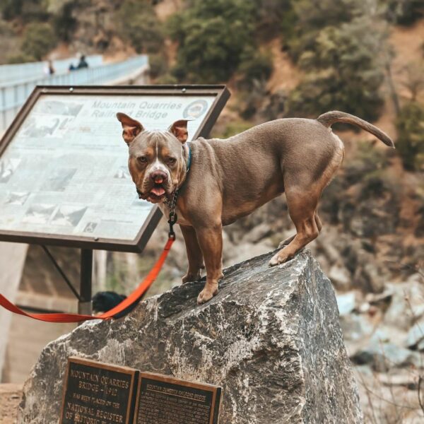 Revelando la belleza: el inspirador viaje de un perro considerado el más feo-1