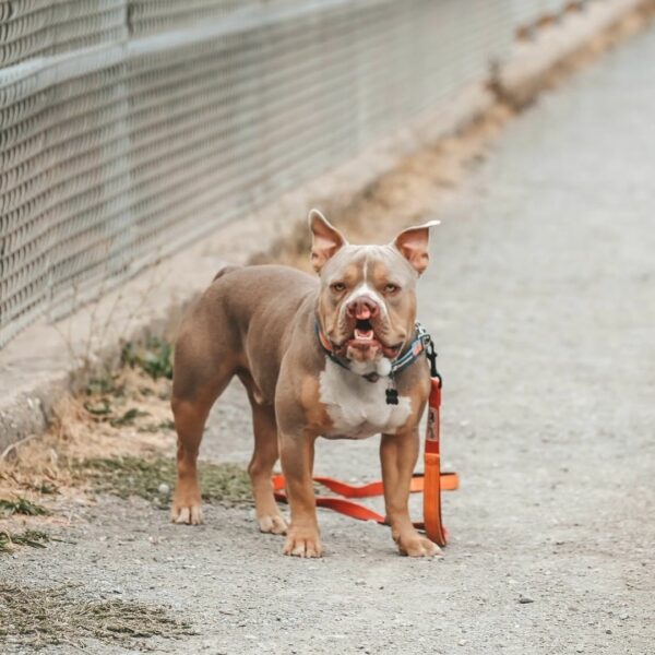 Revelando la belleza: el inspirador viaje de un perro considerado el más feo-1