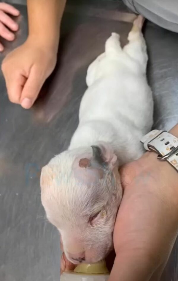 Vets' Bold Decision Saves Blind Puppy from Certain Death-1