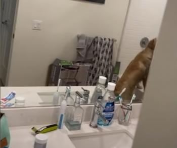 Watch as Puppy Moose Gets Totally Baffled by His Own Reflection During a Playful Game of Hide-and-Seek!-1