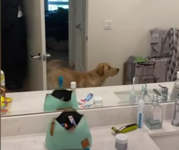 Watch as Puppy Moose Gets Totally Baffled by His Own Reflection During a Playful Game of Hide-and-Seek!-1