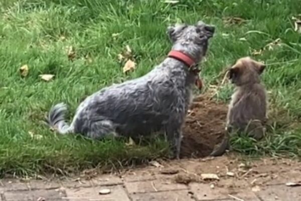 ¡Mira lo que sucede cuando un perro celoso conoce a su nueva hermana cachorrita! -1