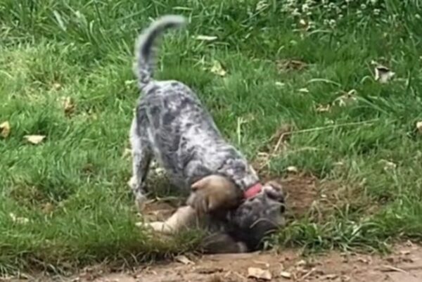 ¡Mira lo que sucede cuando un perro celoso conoce a su nueva hermana cachorrita! -1