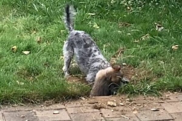 ¡Mira lo que sucede cuando un perro celoso conoce a su nueva hermana cachorrita! -1