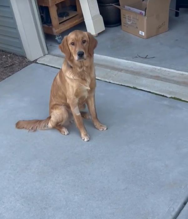 Lo que este hombre descubrió sobre su perro cojo te dejará sin palabras-1