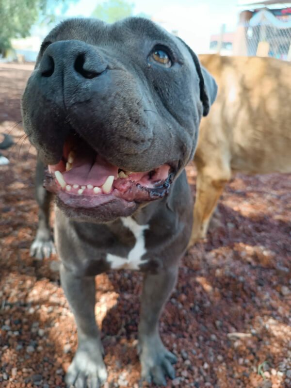 Why This Little Boy Left His Best Friend Outside a Shelter Will Break Your Heart-1