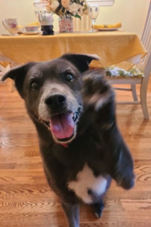 Por qué el desgarrador abandono de este perro mayor te hará creer en segundas oportunidades-1