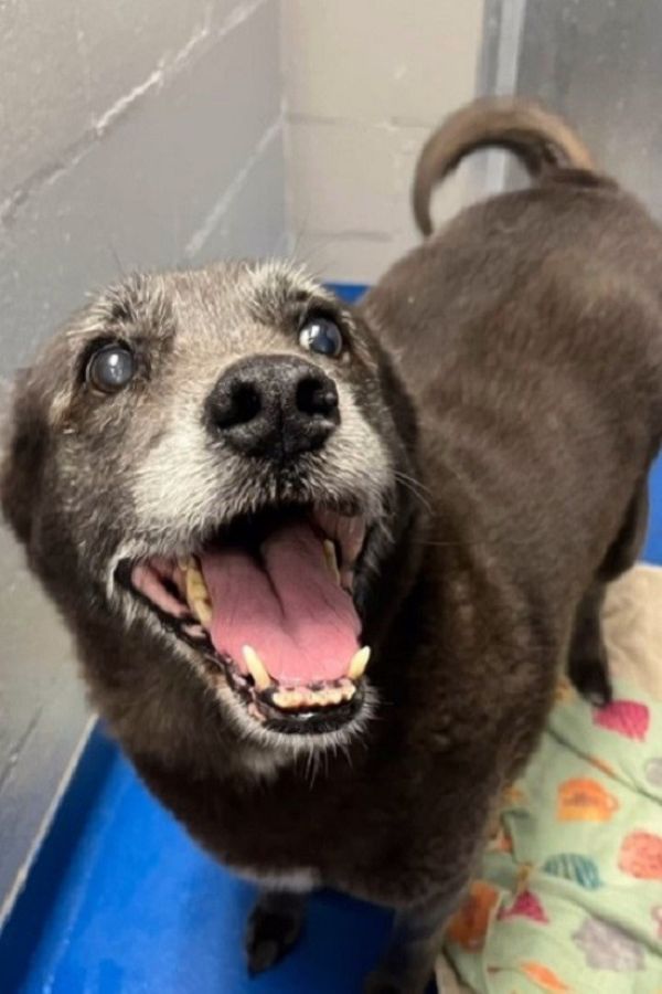 Why This Senior Dog's Heartbreaking Abandonment Will Make You Believe in Second Chances-1