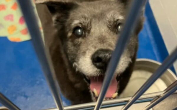 Why This Senior Dog's Heartbreaking Abandonment Will Make You Believe in Second Chances-1