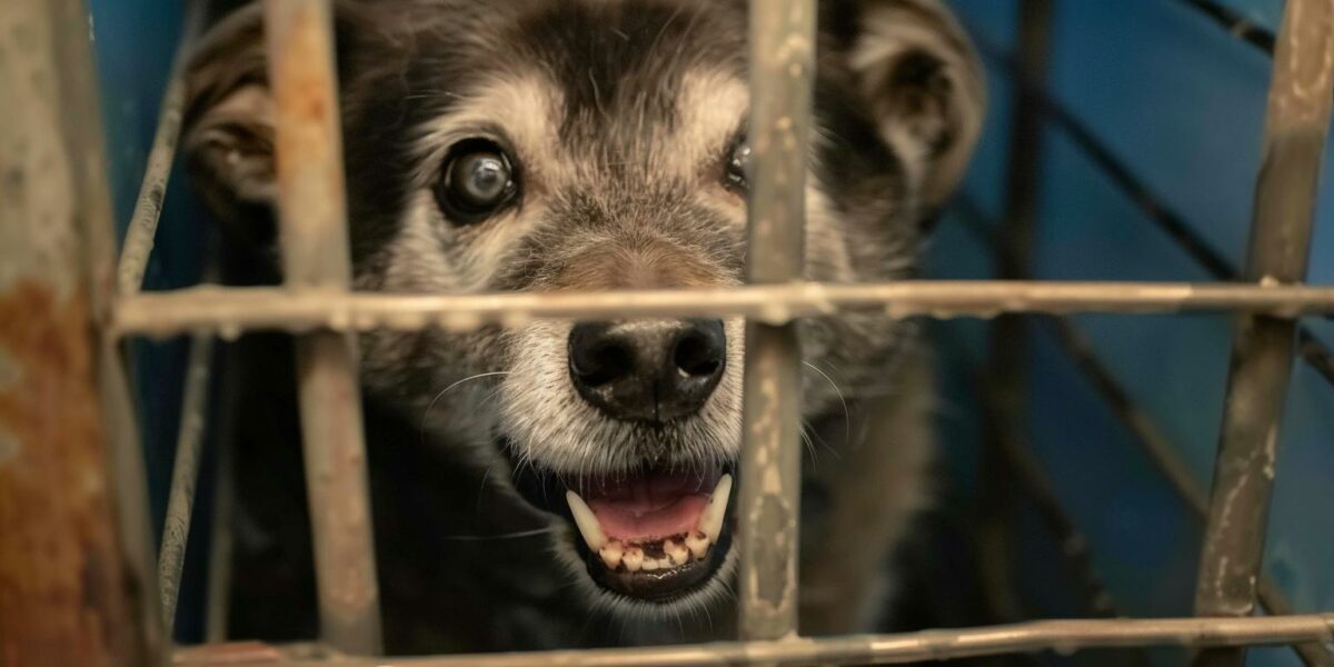 Why This Senior Dog's Heartbreaking Abandonment Will Make You Believe in Second Chances