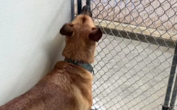 Will Annie Ever Find a Home? The Plight of a Shelter Dog Waiting Over a Year-1