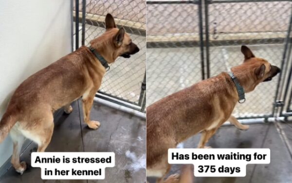 Will Annie Ever Find a Home? The Plight of a Shelter Dog Waiting Over a Year-1