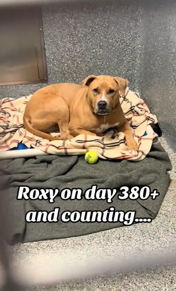 Will Roxy Finally Find Her Forever Home After 380 Days of Waiting?-1