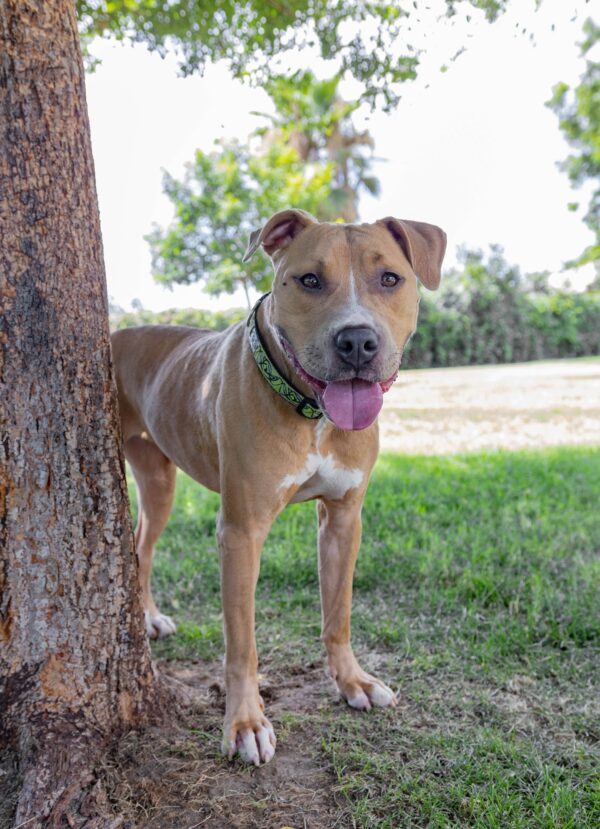 ¿Roxy finalmente encontrará su hogar definitivo después de 380 días de espera? -1