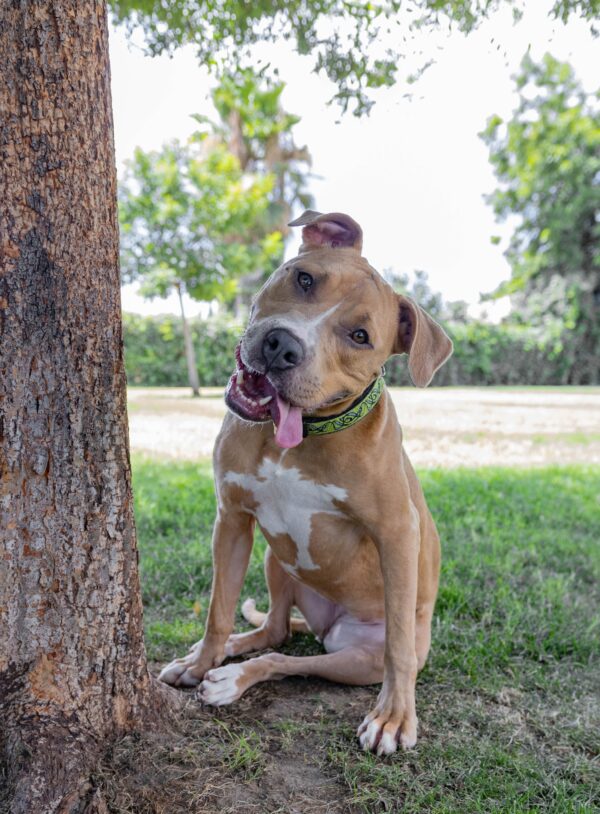 ¿Roxy finalmente encontrará su hogar definitivo después de 380 días de espera? -1