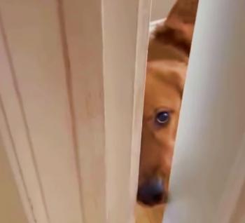 Will This Clever Dog Let His Mom Leave for Work?-1