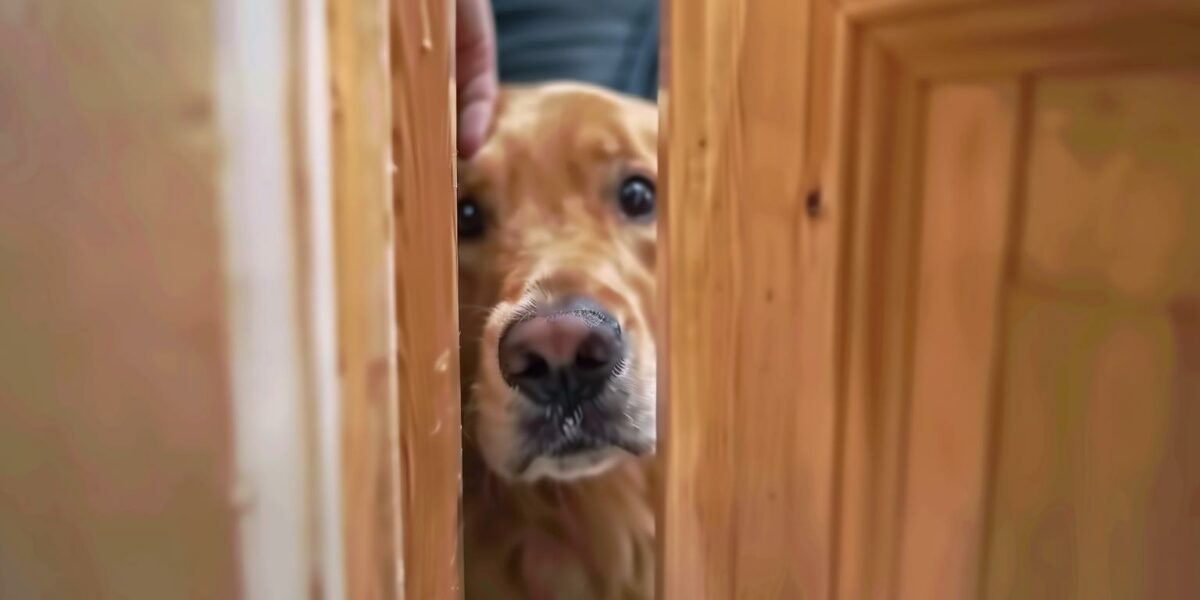 Will This Clever Dog Let His Mom Leave for Work?