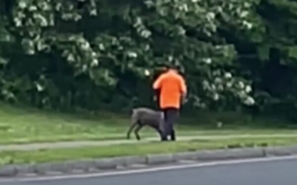 Witness Captures Disturbing Act: Man Arrested for Abusing Dog in Broad Daylight-1