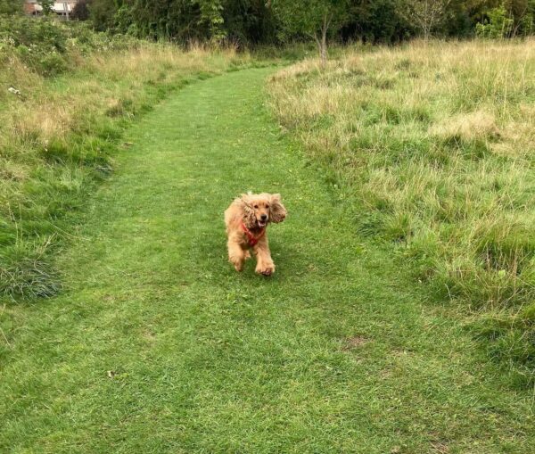 Witness the Extraordinary Ability of This Adorable Cocker Spaniel!-1