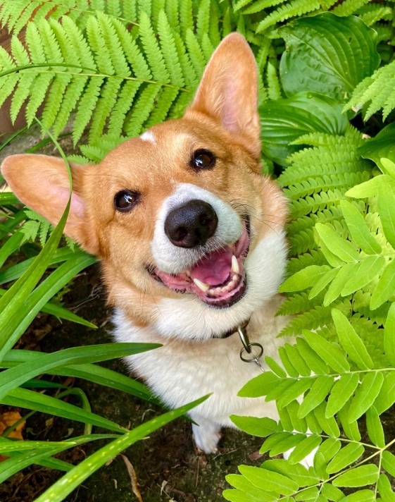 Witness the Magic Behind a Corgi's Mysterious Resting Spot-1