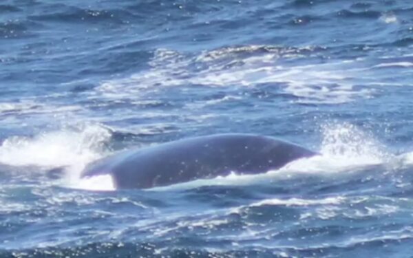 Witness the Majestic Return of a Nearly Extinct Whale-1