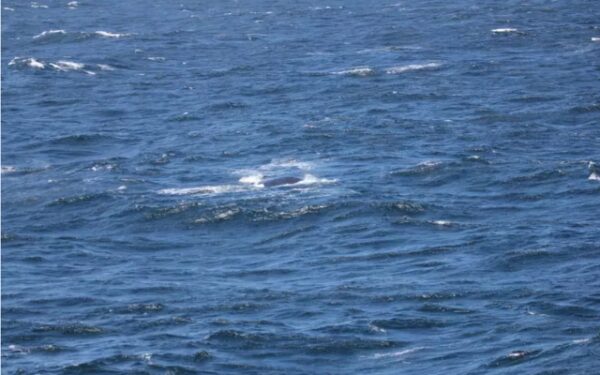 Witness the Majestic Return of a Nearly Extinct Whale-1