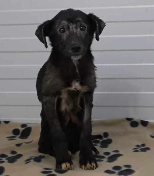 Sea testigo de la milagrosa transformación de un perro temeroso en una querida mascota-1