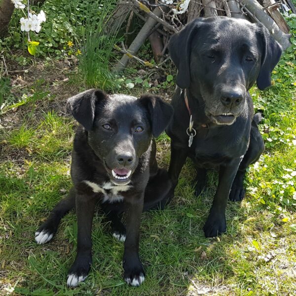 Sea testigo de la milagrosa transformación de un perro temeroso en una querida mascota-1