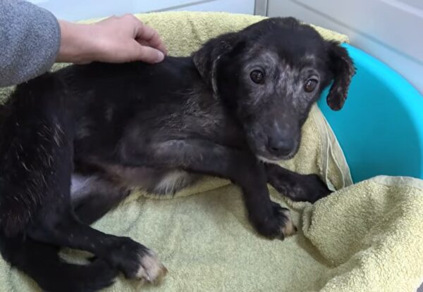 Sea testigo de la milagrosa transformación de un perro temeroso en una querida mascota-1