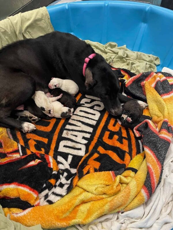 Witness the Unexpected Addition to This Great Dane's Family That Will Melt Your Heart-1